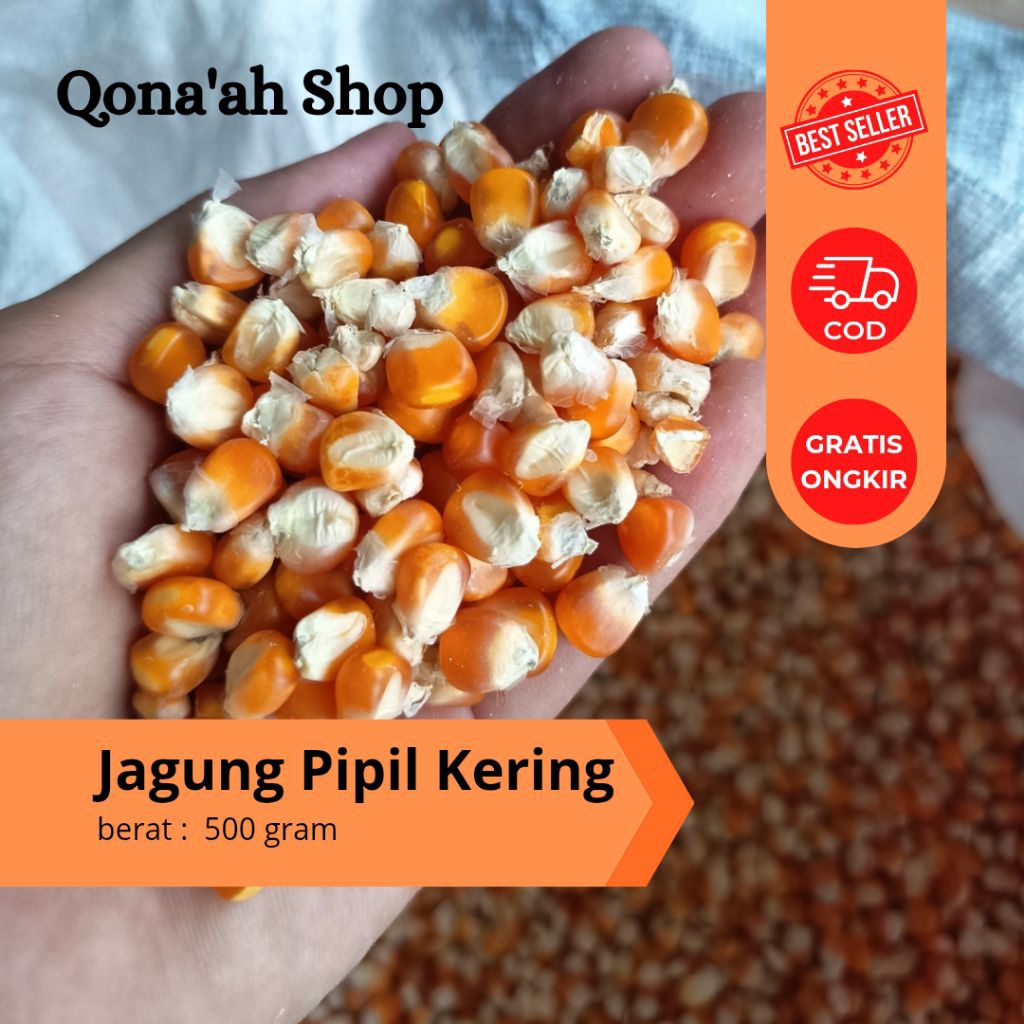 Jagung pipil kering pakan ayam 500 gr / jagung ose pakan ayam / jagung pakan ayam / jagung pipil pak