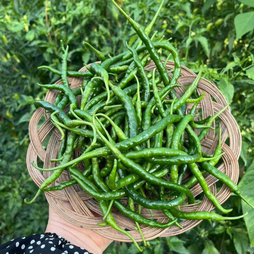 

Cabai Keriting Segar 200gr