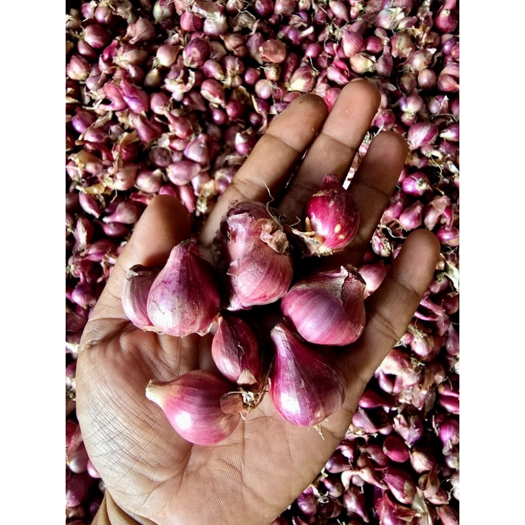 

Bawang merah super, asli hasil panen sendiri 500 gram