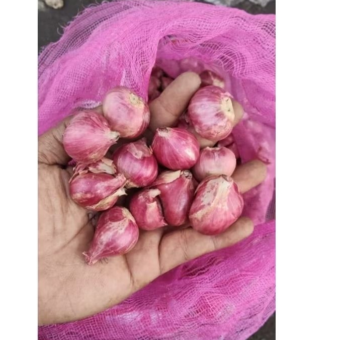 bawang merah segar | bawang merah probolinggo super