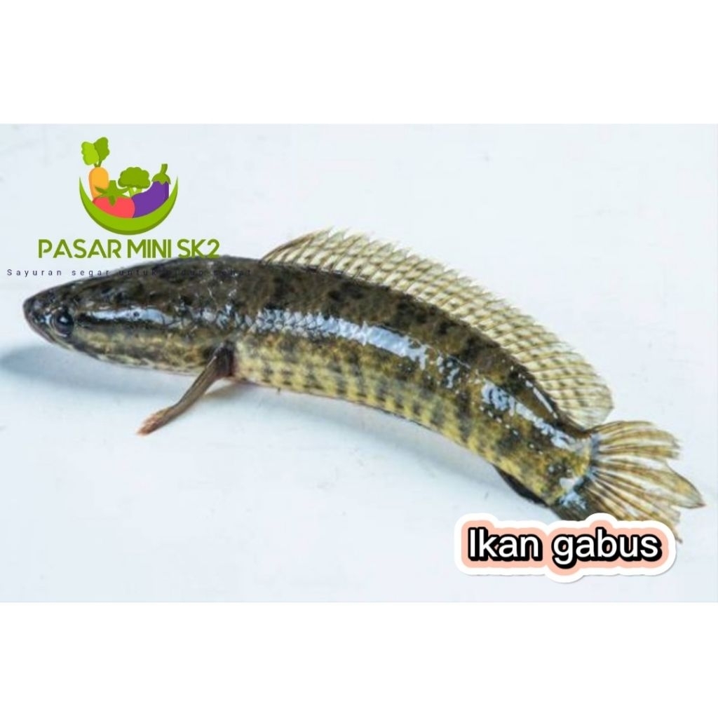 

Ikan gabus segar berat 1kg