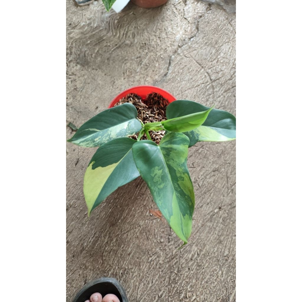 tanaman hias philodendron violin varigata