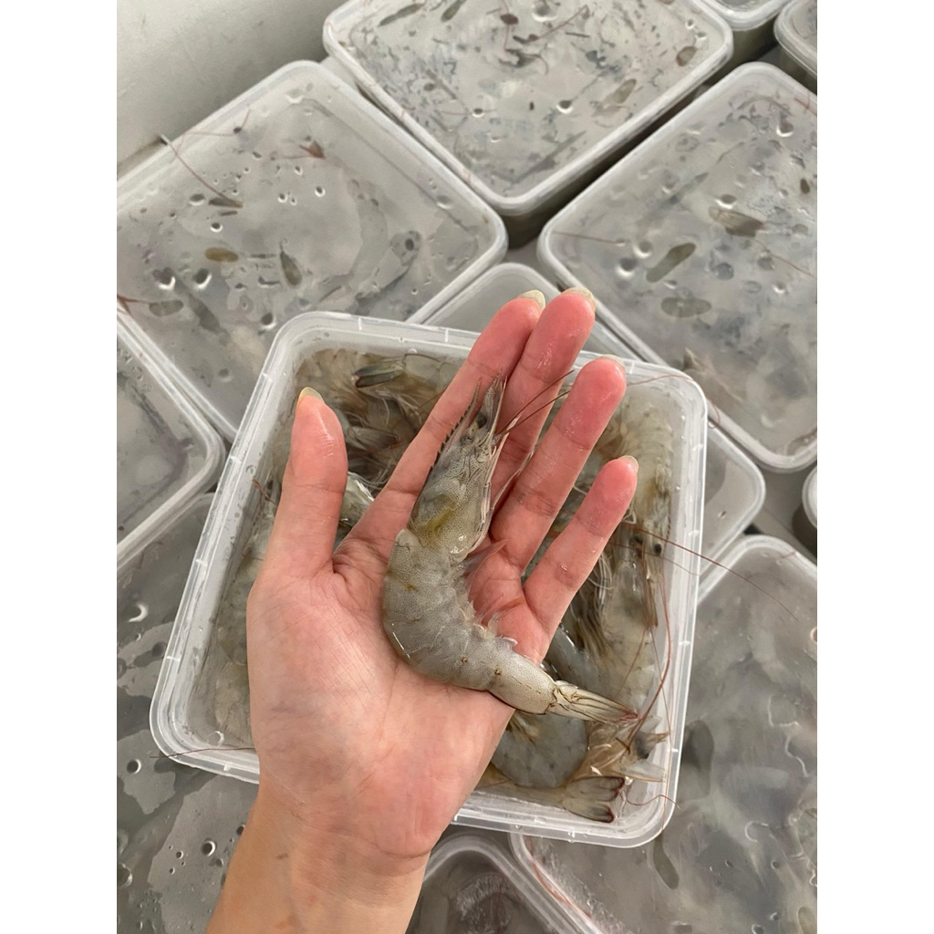 

Udang Vannamei Size 30-35 HOSO FROZEN FRESH