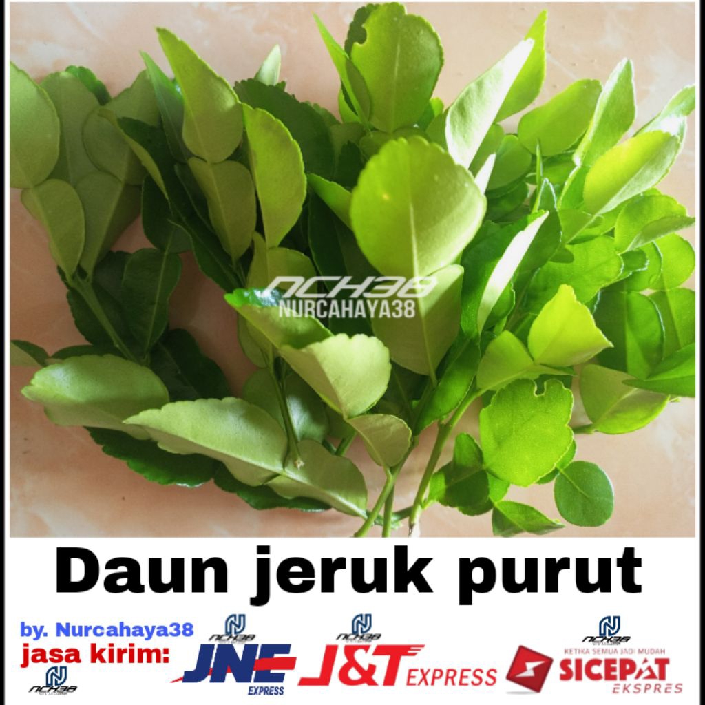 

Daun jeruk purut | daun jeruk purut per pack