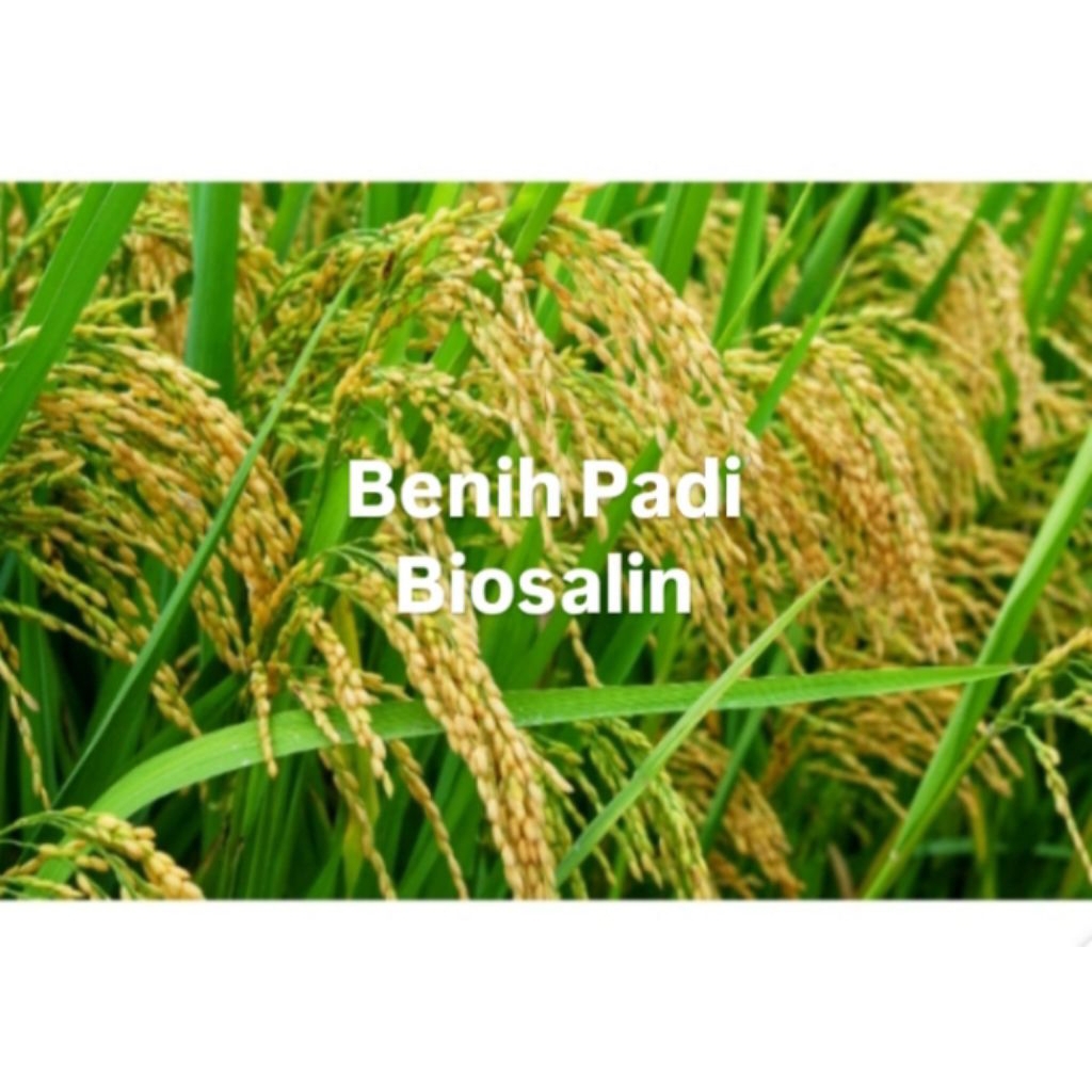 (10KG) BENIH PADI BIOSALIN ORIGINAL BERKUALITAS UNGGUL