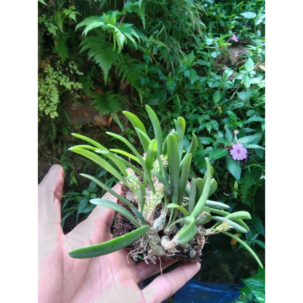 Anggrek eria mini paludarium/terrarrium