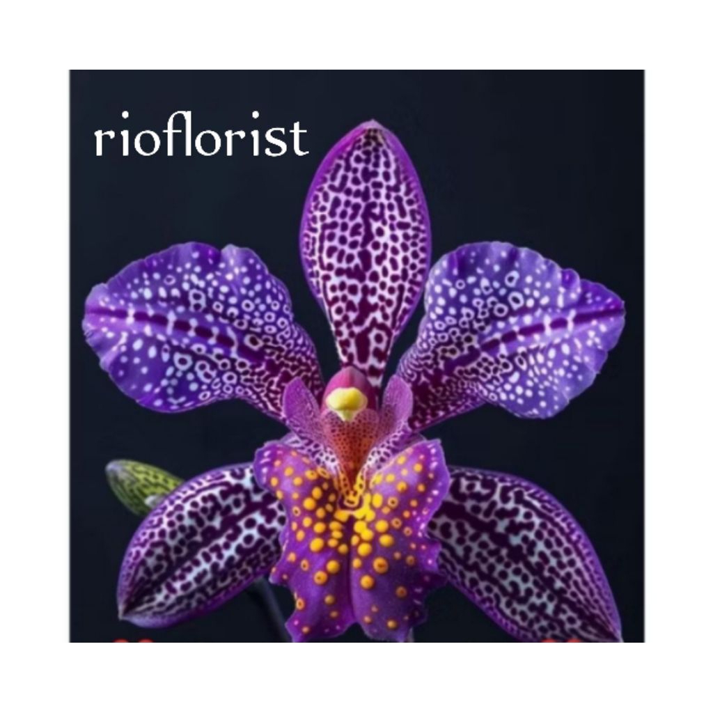 anggrek dendrobium import orchid purple dewasa siap berbunga