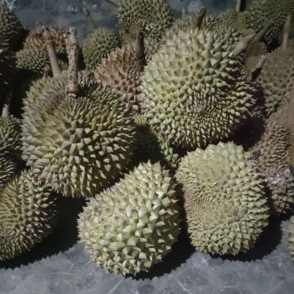 

durian lokal ukuran kecil