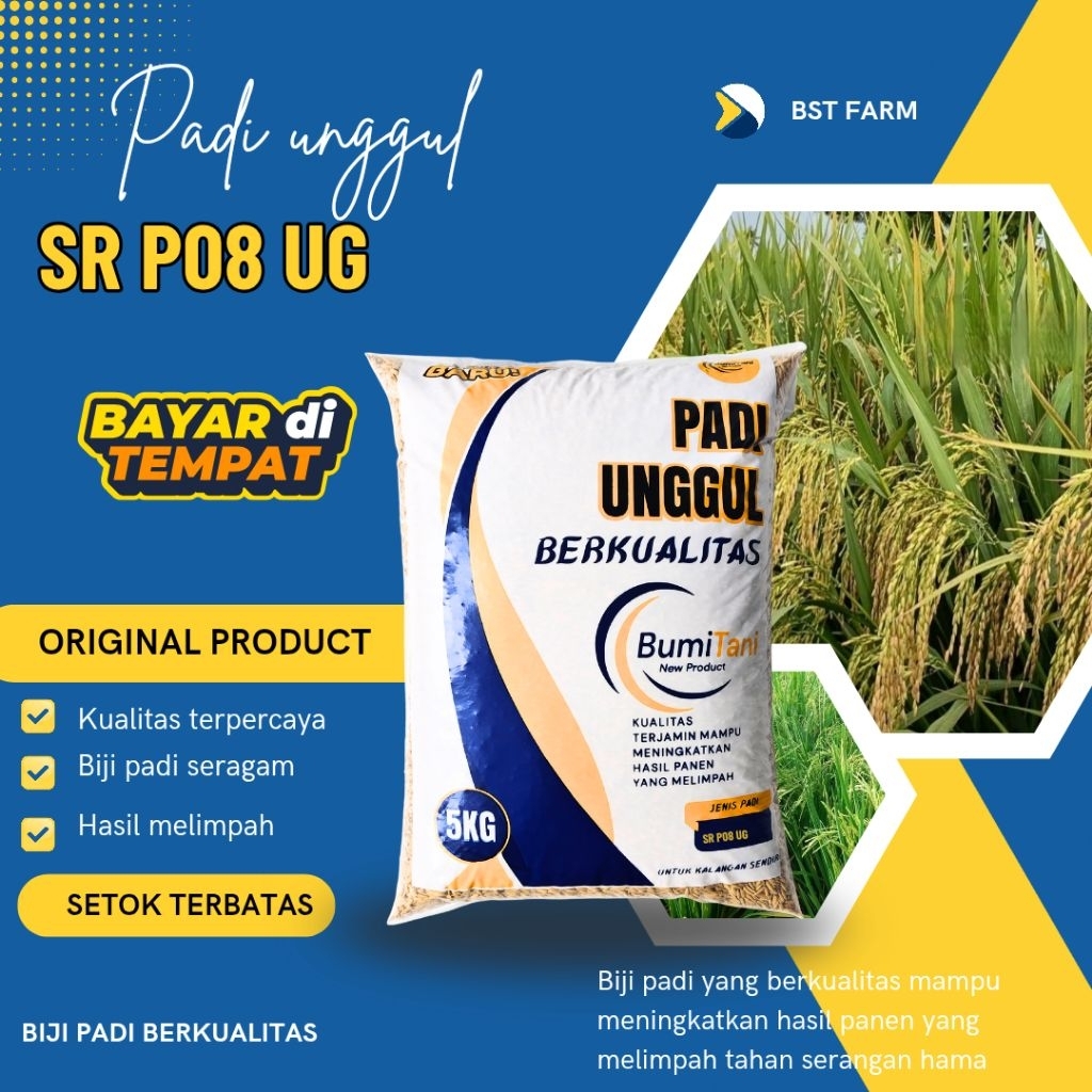 Benih padi SR P08 UG padi Super cepat Genjah 5kg