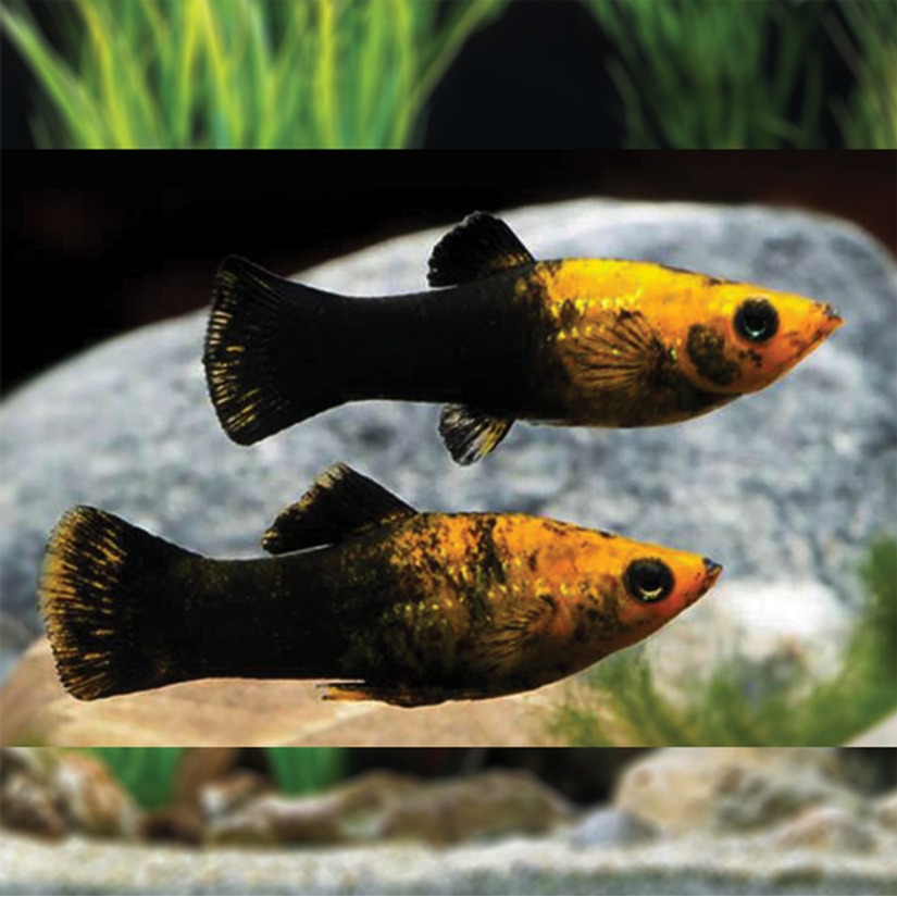 Ikan Hias Molly Golden Black / Ikan Aquascape / Ikan Hias Air Tawar