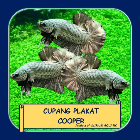 IKAN HIAS AIR TAWAR - CUPANG PLAKAT COOPER (CUPANG GIANT) BO 5cm++