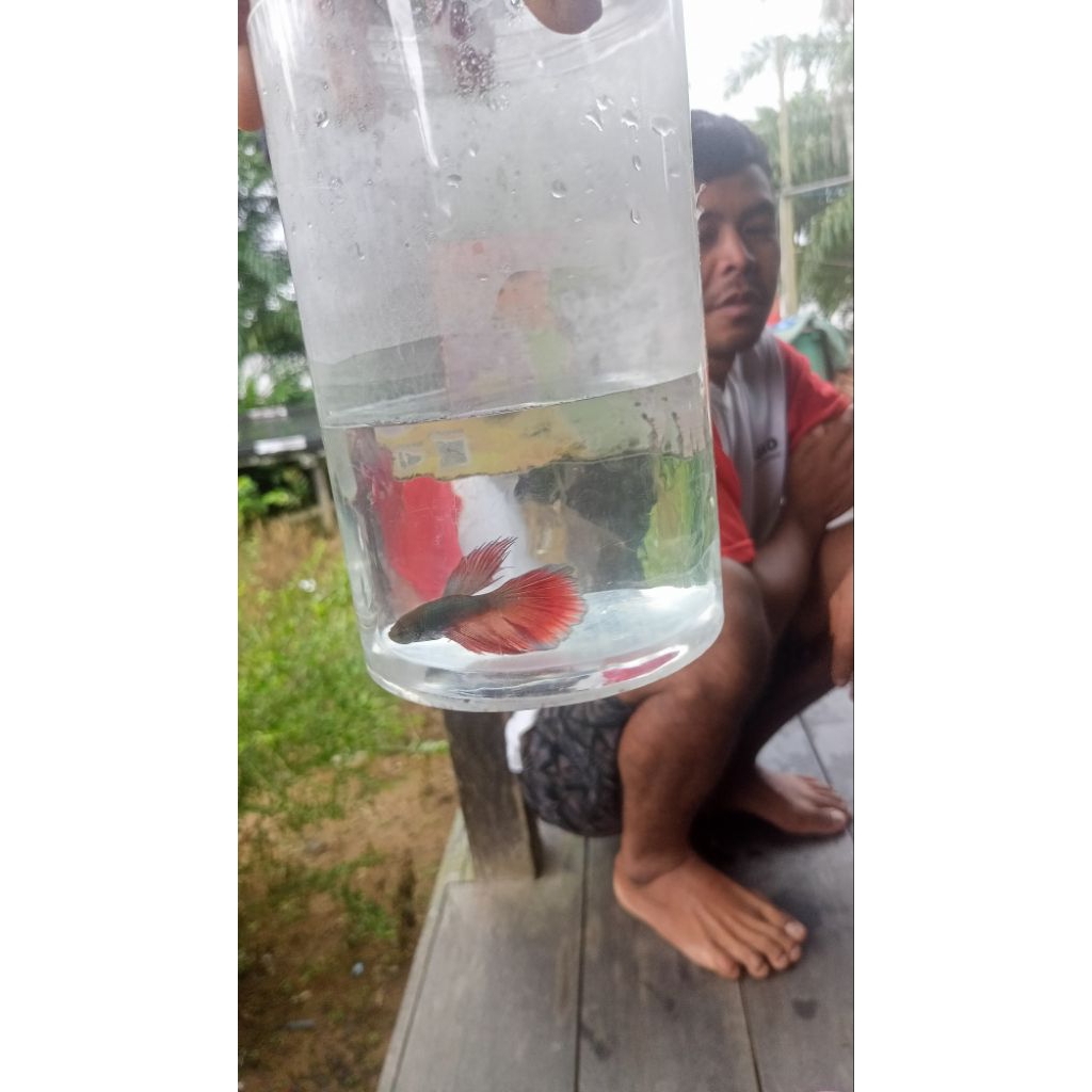 

ikan dalam toples