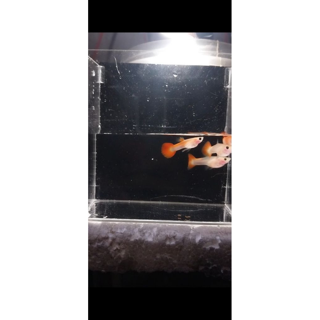 Ikan hias guppy red glass belly