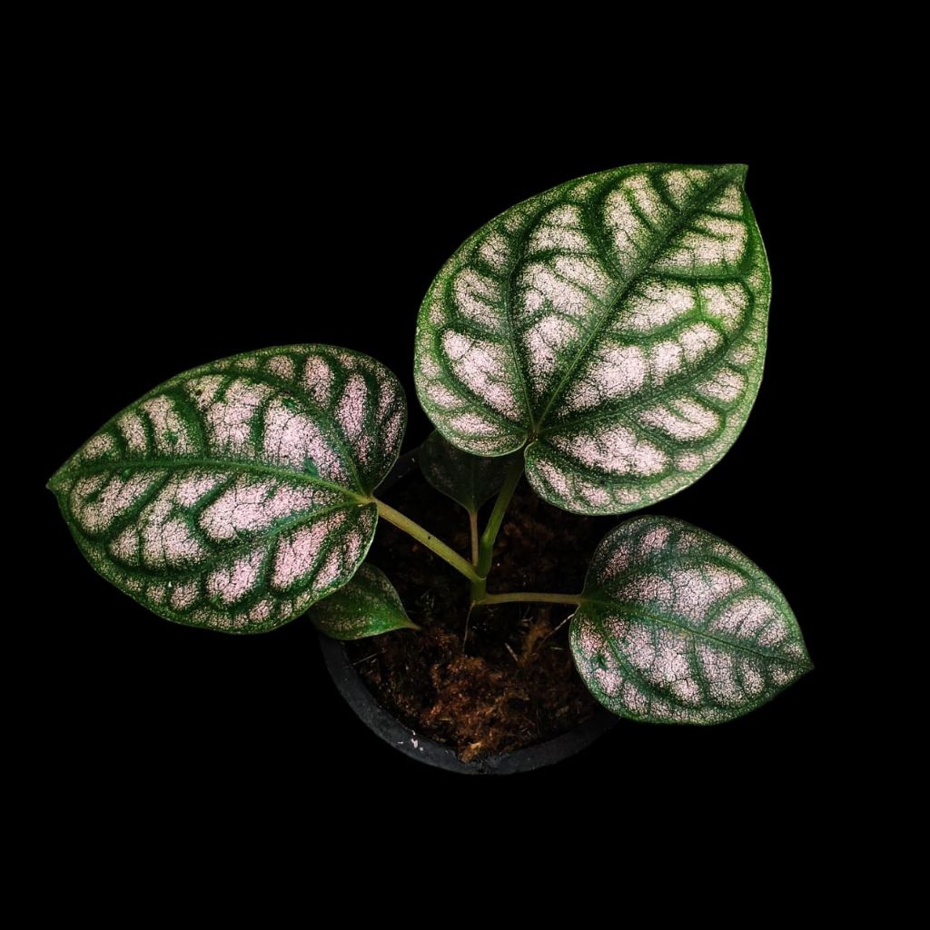 Piper Sylvaticum Golden - Tanaman Paludarium Indoor Outdoorplant Climbingplant