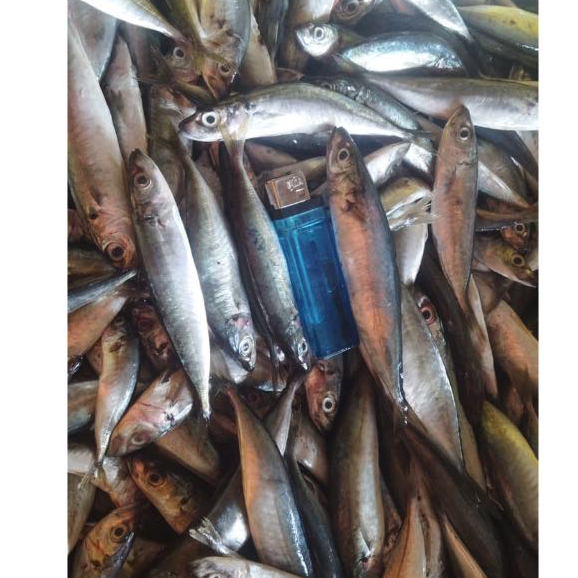 

1KG IKAN KLOTOK/LAYANG KUALITAS PREMIUM STOCK BARU