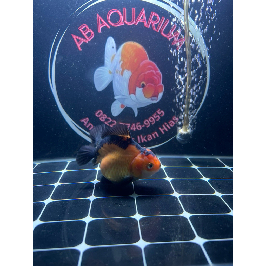 Ikan Koki Oranda / OST Black Gold