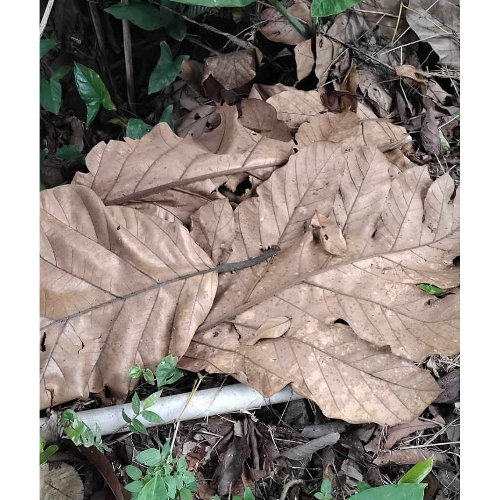 

Daun teureup kering alami murah 250 gram