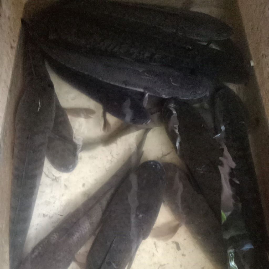 

ikan gabus hidup 1kg isi 4/5