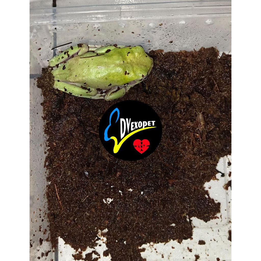 Mainan bapak-bapak boneka hidup dumpy frog