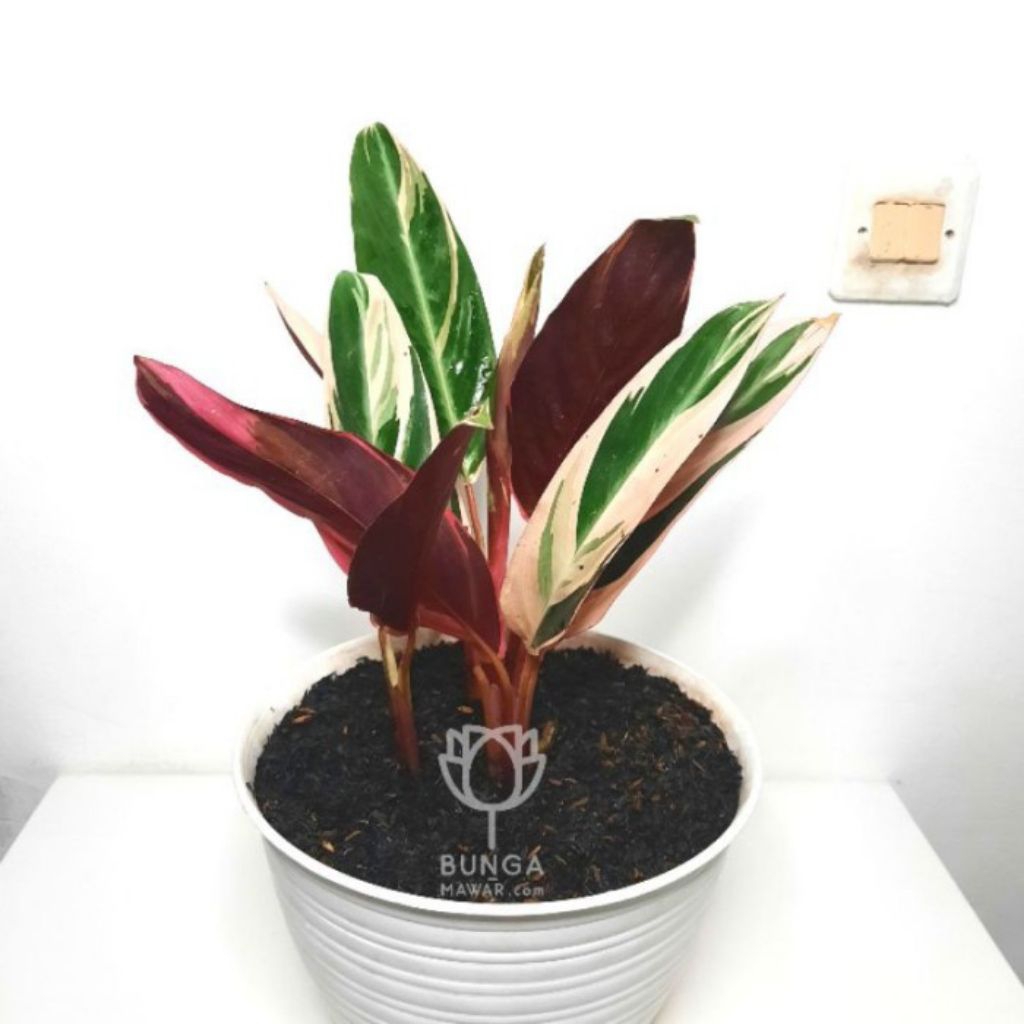 Tanaman hias hidup meranti bali sudah berikut pot dan media tanam
