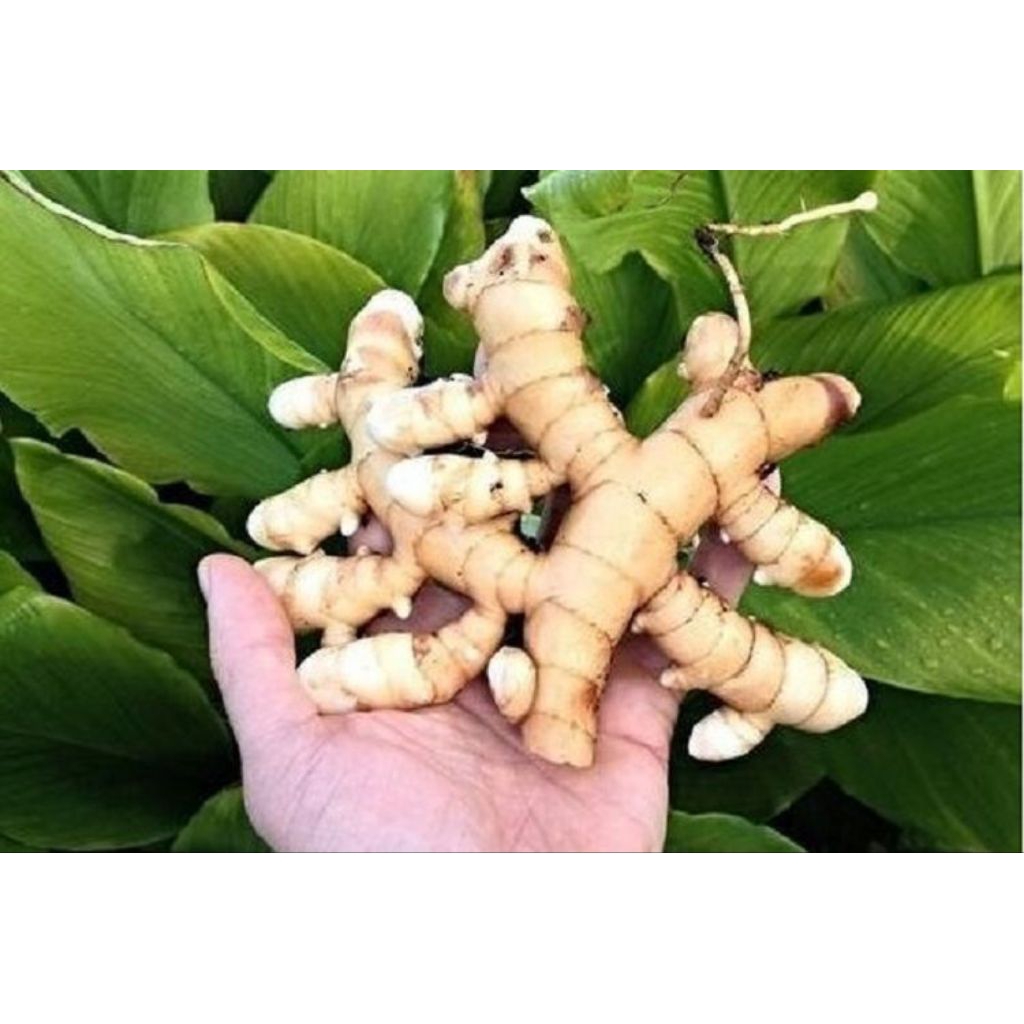 

Kunyit putih masih fresh 1kg kunyit putih jumbo super (temu putih/curcuma zedoaria)