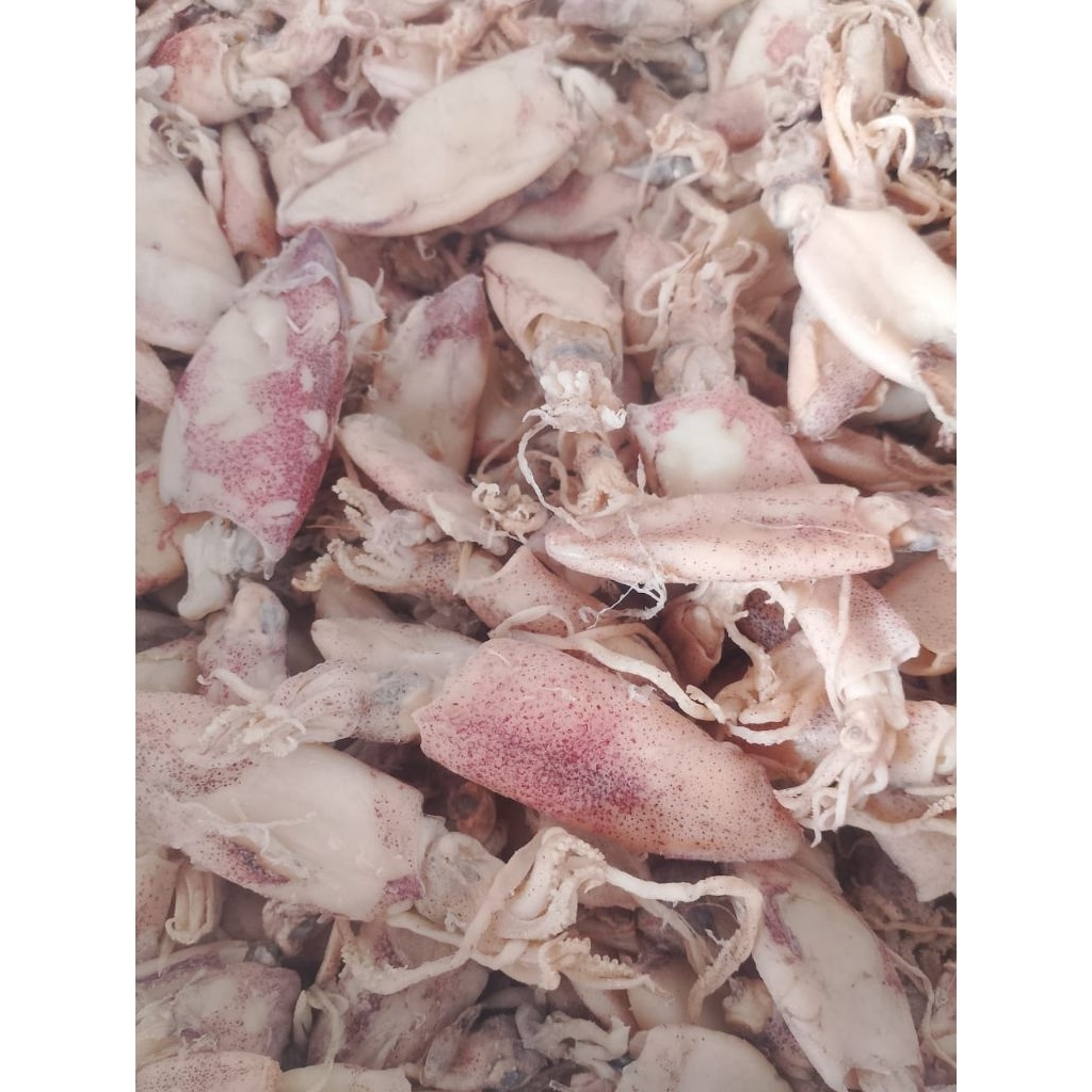 

BABY CUMI ASIN 1 KILO.