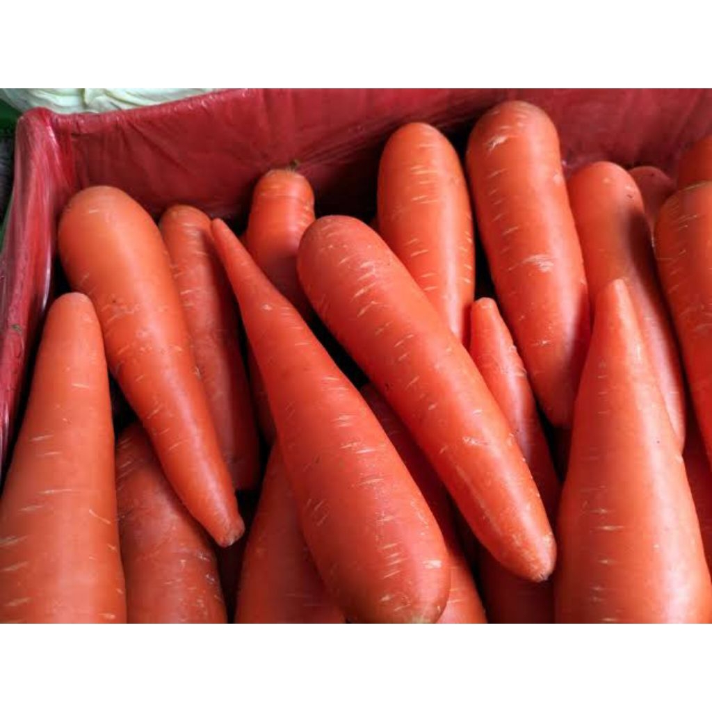 

WORTEL IMPORT SEGAR MURAH 500GR