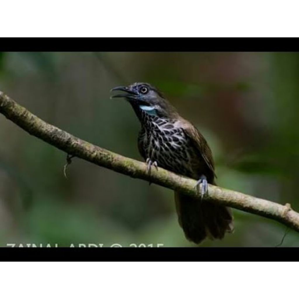 Burung Tepus Tunggir Merah pilihn Mulus Terbaik