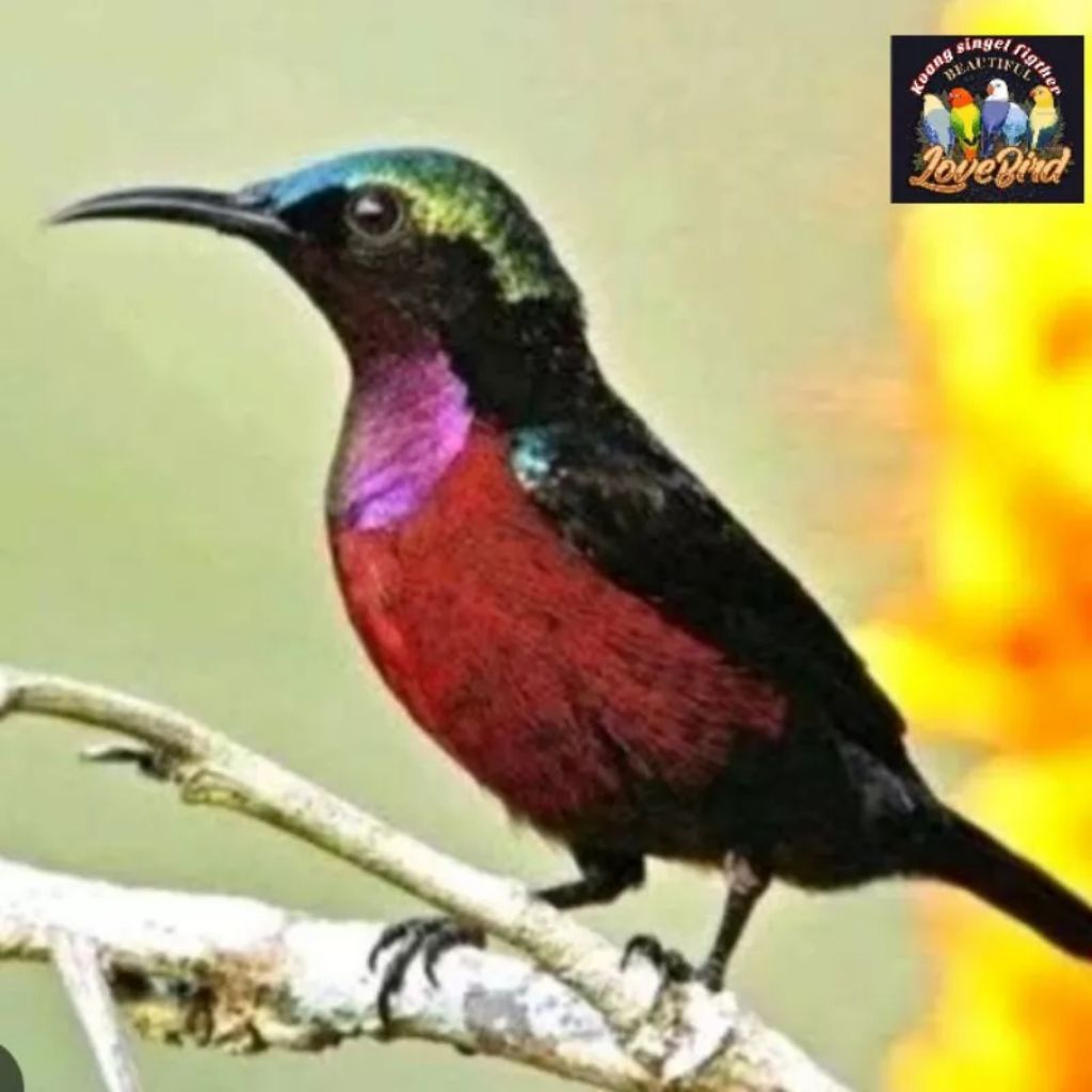 Burung KONIN Pilihn Jantan Terbaik