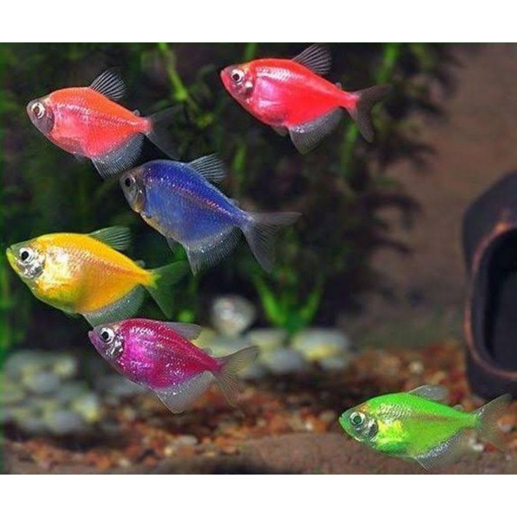 Ikan hias warna warni size 2-4cm / Ikan Hias Akuarium Air Tawar