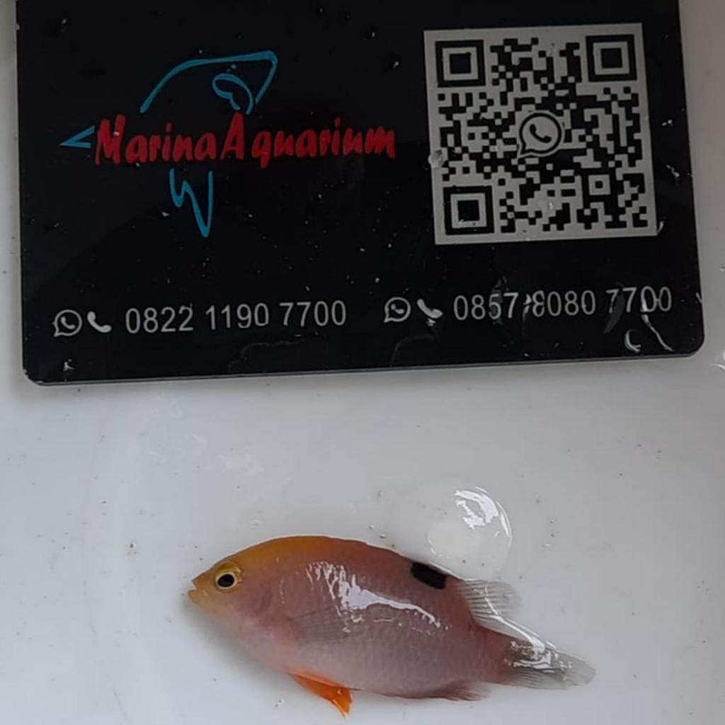 Ikan Hias Laut Bintang Malam