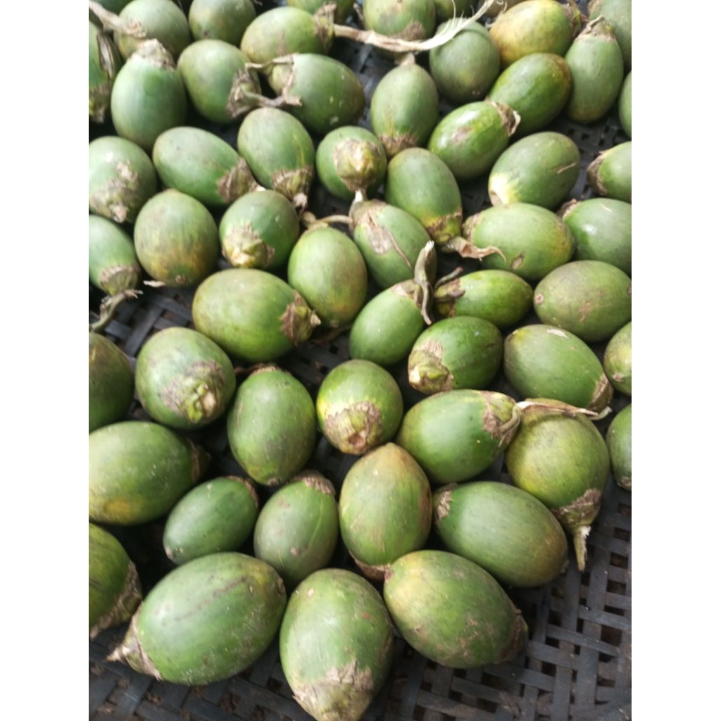 

Buah Pinang Muda/Jambe Muda 1 Kg