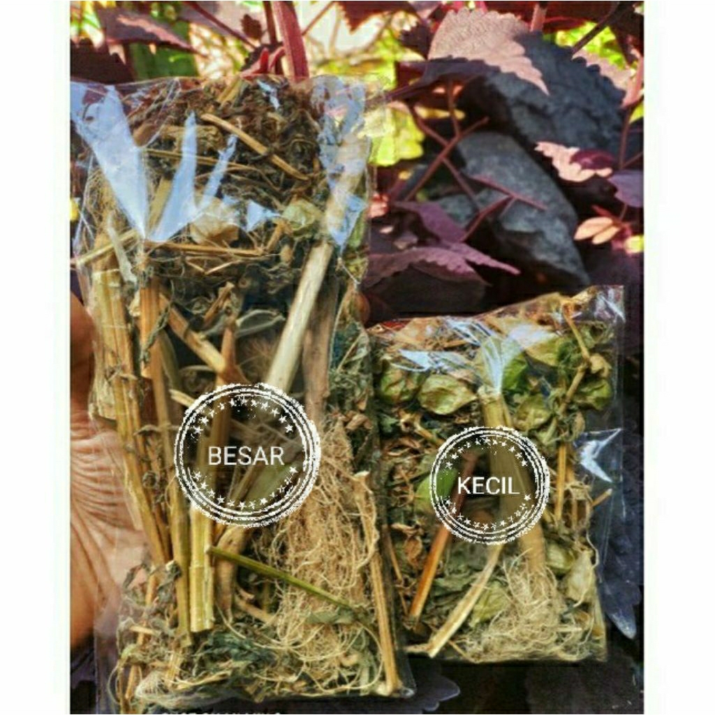 

Ciplukan Kering Obat Herbal Daun Batang dan Buah dalam satu kemasan