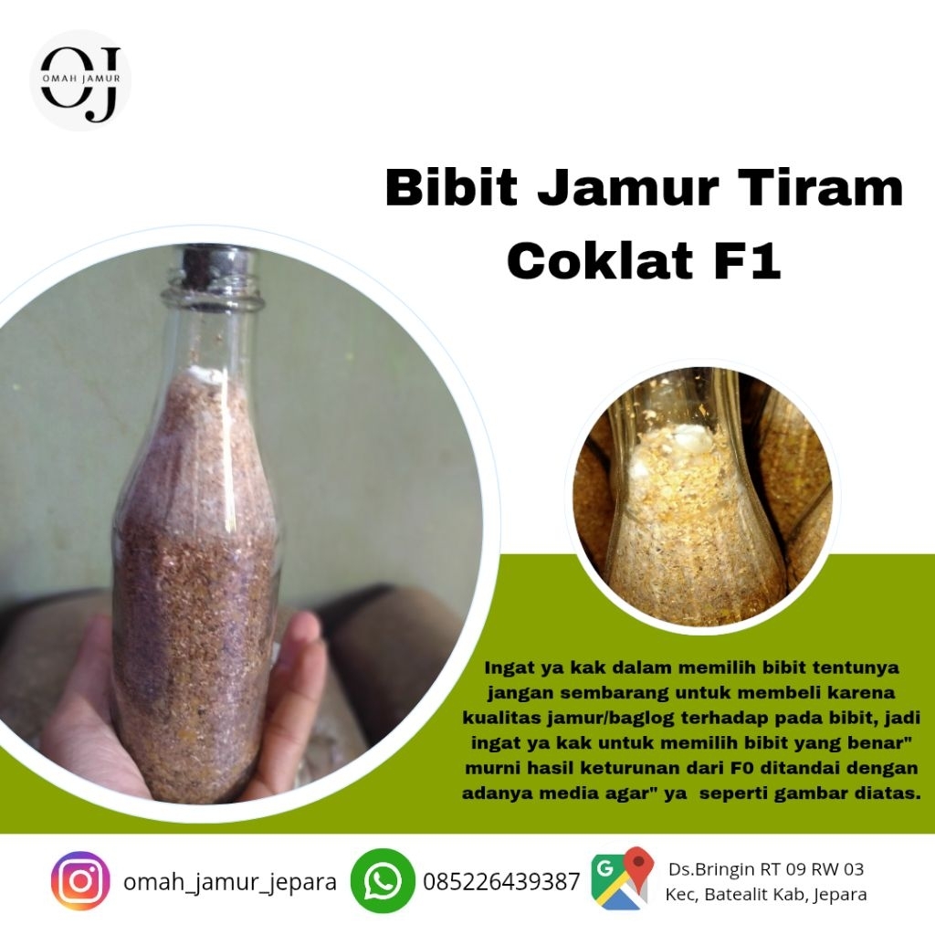 bibit jamur tiram coklat f1