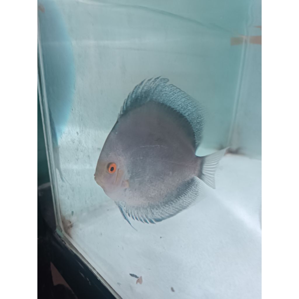 DISCUS BLUE MERCURI/DIAMOND HIASAN AQUARIUM