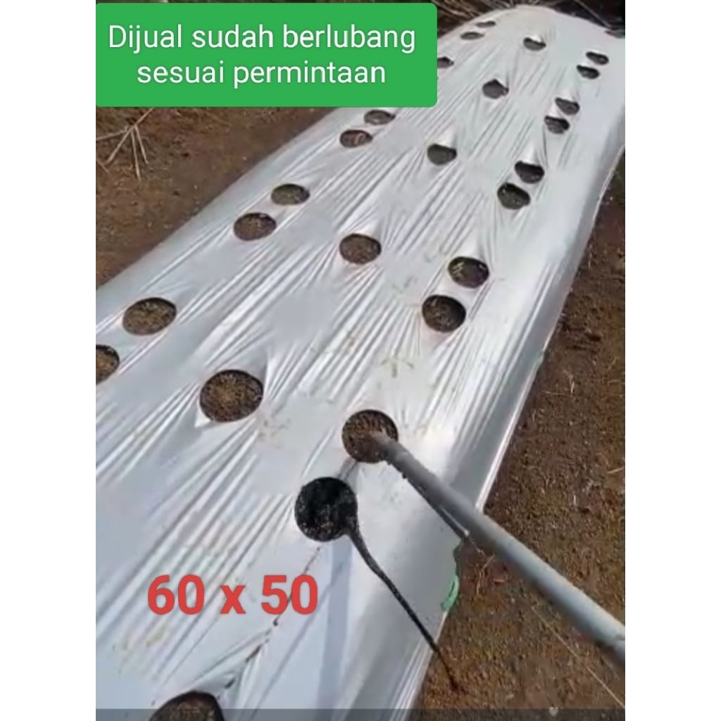 MULSA CABE  SUDAH DIPLONG MERK CAHAYA LUMBA