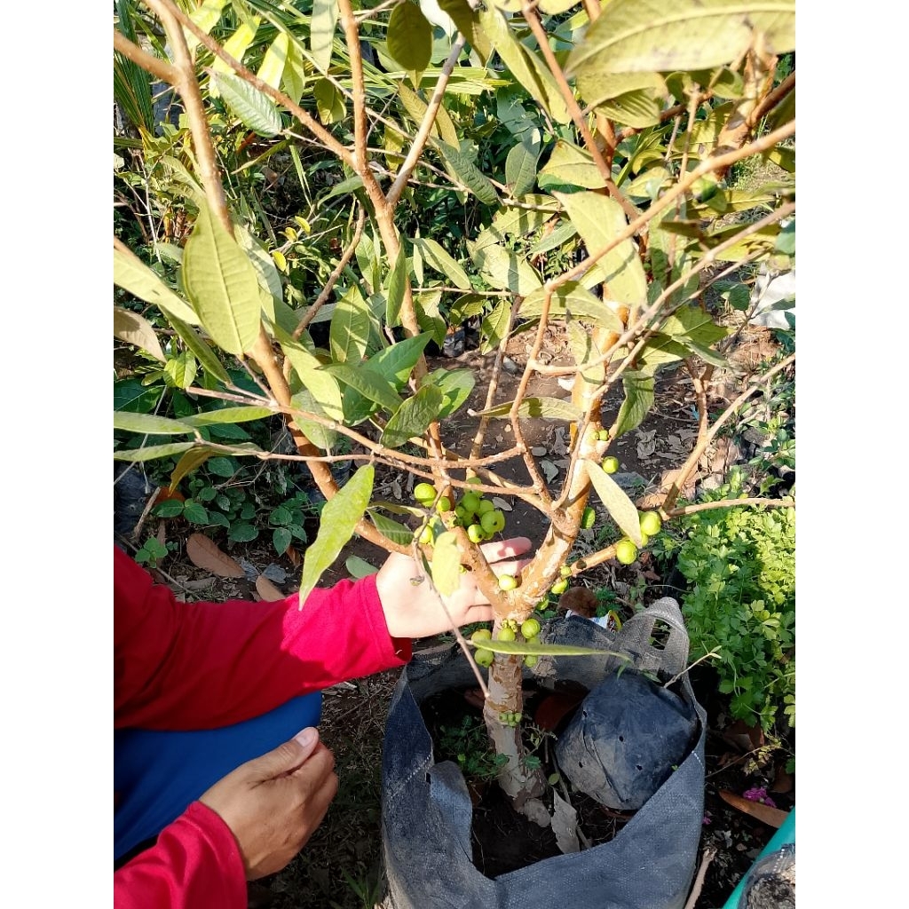 Indukan Anggur White Jaboticaba Sering Berbuah | Anggur White Jaboticaba Berbuah | Anggur Pohon Whit