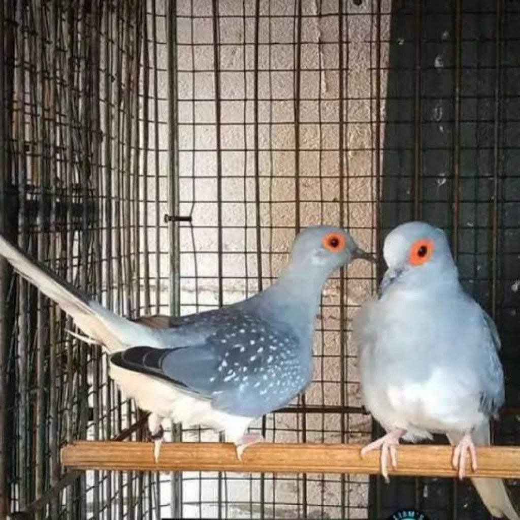 

telur fertil burung perkutut mutiara untuk ditetaskan 100%original terbaru