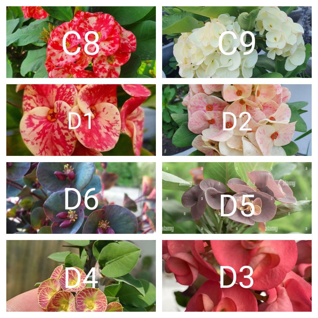 Tanaman hias euphorbia paket 32acam jenis bunga