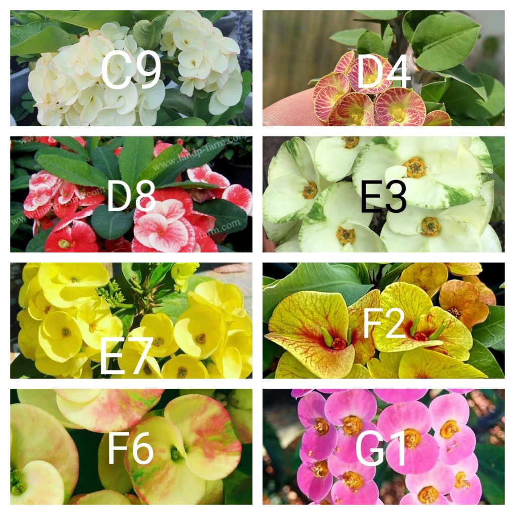 Tanaman hias euphorbia paket 32 macam.jwnia bunga