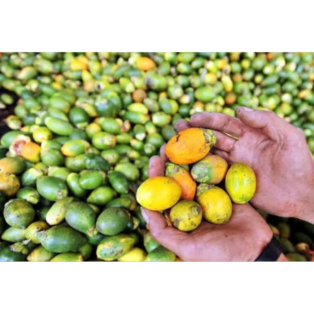 

Buah pinang segar berkualitas