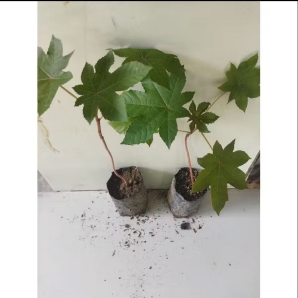 BIBIT TANAMAN HERBAL JARAK KEPYAR MERAH