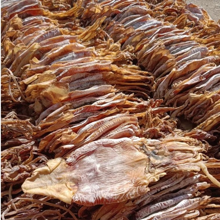 

Ikan cumi juhi sotong kering tawar PILIHAN Kering alami sinar matahari