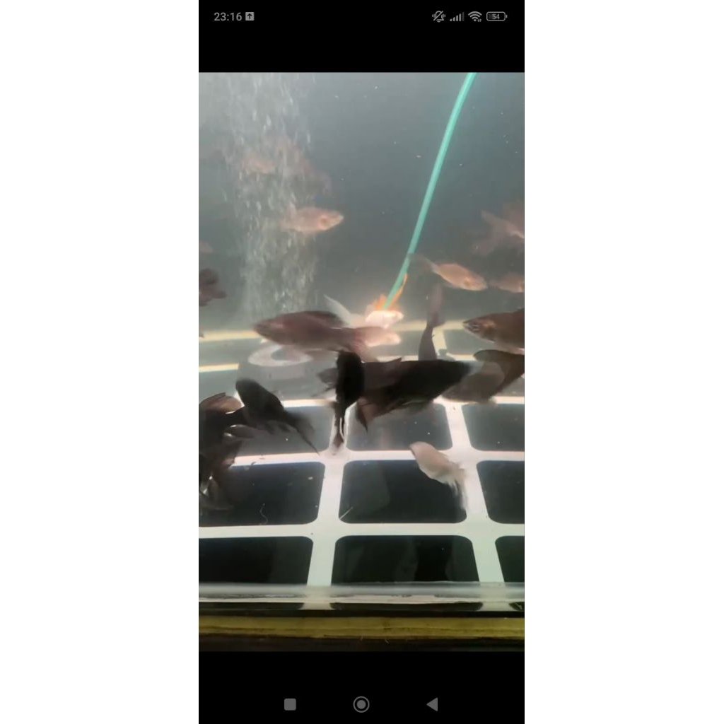 stiker koi karasu sb slayer import