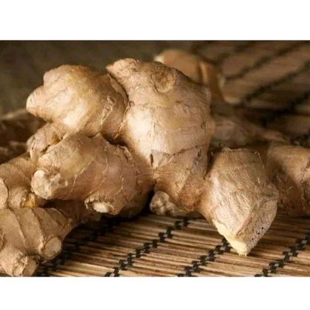 

Jahe Gajah Segar Rempah Herbal Murah dan Bersih