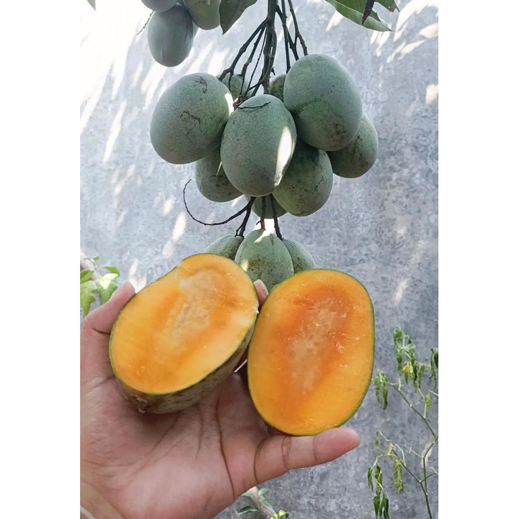 Mangga Manalagi Madu 1Kg.