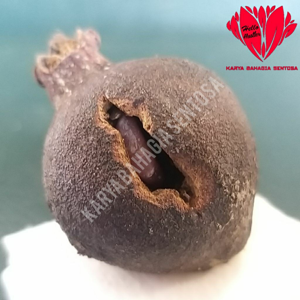 Grand Collector Selection Batu Permata Merah Delima Nitis Natural Ruby Dalam Buah Alami Celestial Co