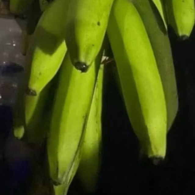 

Buah Pisang Mentah QB X 250 Pisang Bangkaulu