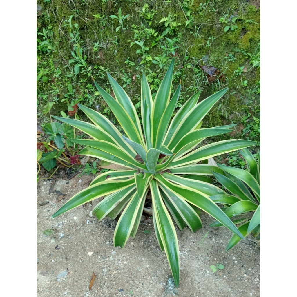 Agave Americana/ Tanaman Hias