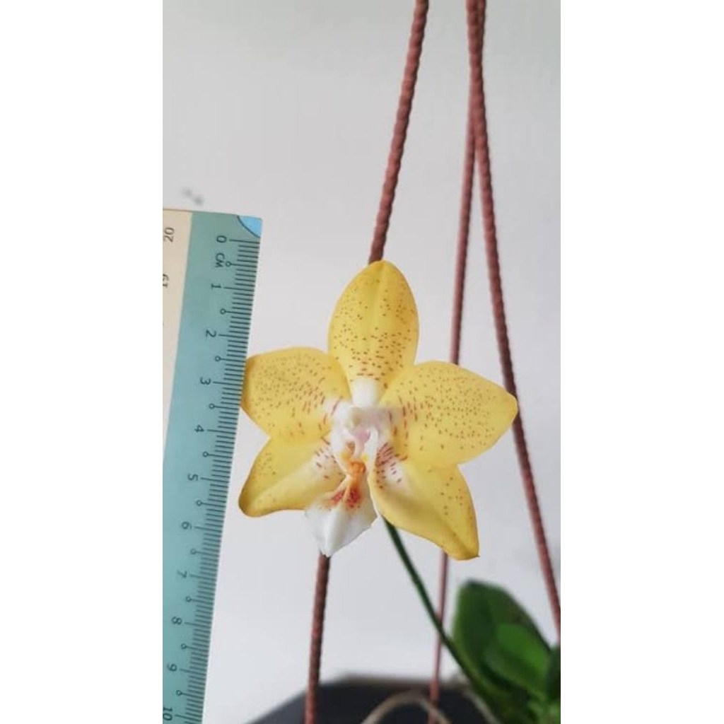 Anggrek bulan remaja Phalaenopsis Deventeriana bibit bunga primary hybrid tanaman hias